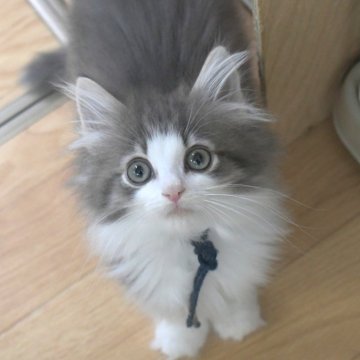 ノルウェージャンフォレストキャット【茨城県・男の子・2025年9月5日・ブルーマッカレルタビー&ホワイト】の写真「柔らかなお顔の男の子♪」