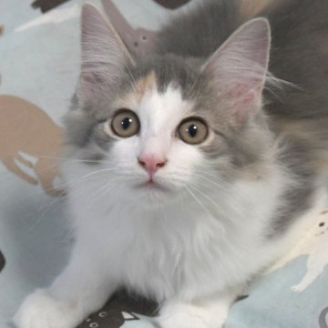 ノルウェージャンフォレストキャット【茨城県・女の子・2025年7月9日・ブルーパッチドタビー&ホワイト】の写真「可憐なお顔♥どんどん美しく♪」