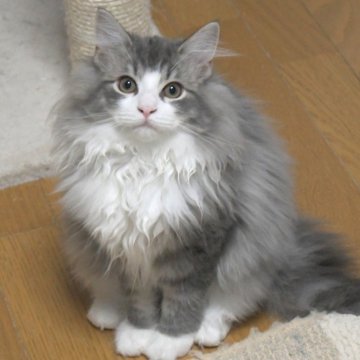 ノルウェージャンフォレストキャット【茨城県・男の子・2025年7月25日・ブルーマッカレルタビー&ホワイト】の写真「生後4ヶ月でこの毛吹きとキレイなお顔立ち♥」