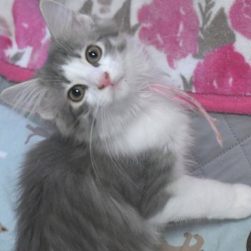 ノルウェージャンフォレストキャット【茨城県・女の子・2025年7月9日・ブルーマッカレルタビー&ホワイト】の写真「すばしっこくって可愛らしいお顔♥」