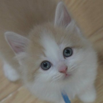 ノルウェージャンフォレストキャット【茨城県・男の子・2025年7月25日・クリームマッカレルタビー&ホワイト】の写真「New♥」