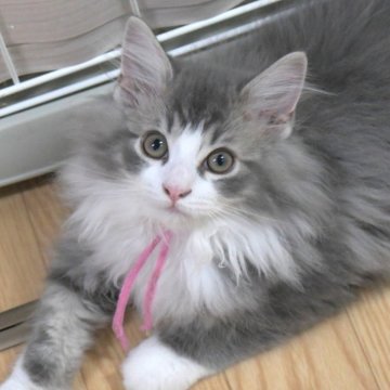 ノルウェージャンフォレストキャット【茨城県・男の子・2025年7月25日・ブルーマッカレルタビー&ホワイト】の写真「女の子のようなキレイめなお顔立ち♥」