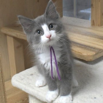 ノルウェージャンフォレストキャット【茨城県・男の子・2025年8月6日・ブルー&ホワイト】の写真「相性の良い子・ひとめぼれの子etcを探しに♪」