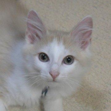 ノルウェージャンフォレストキャット【茨城県・男の子・2025年8月6日・クリームマッカレルタビー&ホワイト】の写真「淡いカラーの男の子！甘ったれ♪」