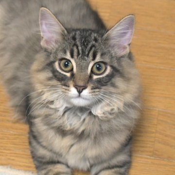 ノルウェージャンフォレストキャット【茨城県・男の子・2025年7月1日・ブラウンマッカレルタビー】の写真「クリクリお目々♥骨太で大きくなります!」