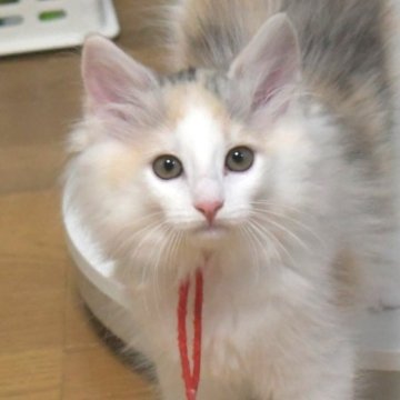ノルウェージャンフォレストキャット【茨城県・女の子・2025年4月9日・シルバーパッチドマッカレルタビ-&ホワイト】の写真「愛情たっぷりで健康な子猫です♥」