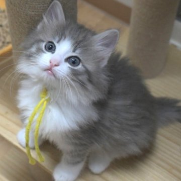 ノルウェージャンフォレストキャット【茨城県・女の子・2025年9月2日・ブルーマッカレルタビー&ホワイト】の写真「NEW♪」
