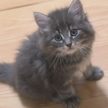 ノルウェージャンフォレストキャット【茨城県・男の子・2025年7月1日・ブルータビー】の写真「NEW♥」