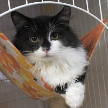 ノルウェージャンフォレストキャット【茨城県・女の子・2025年7月18日・ブラックスモーク&ホワイト】の写真「人見知りですが懐くと可愛い女の子♪」