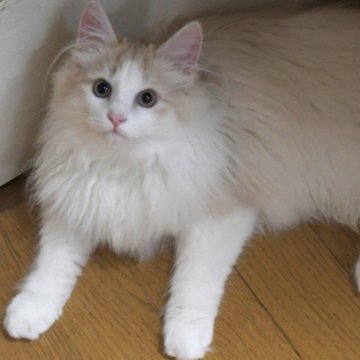 ノルウェージャンフォレストキャット【茨城県・男の子・2024年9月1日・クリームマッカレルタビ-&ホワイト】の写真「ザ・長毛にゃん♪」