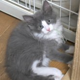 ノルウェージャンフォレストキャット