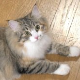 ノルウェージャンフォレストキャット