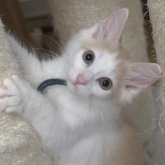 ノルウェージャンフォレストキャット