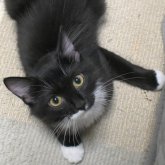 ノルウェージャンフォレストキャット