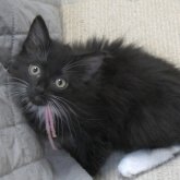 ノルウェージャンフォレストキャット
