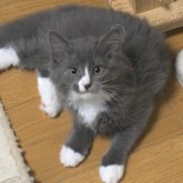 ノルウェージャンフォレストキャット