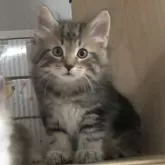ノルウェージャンフォレストキャット