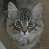 ノルウェージャンフォレストキャット