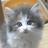ノルウェージャンフォレストキャット