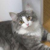ノルウェージャンフォレストキャット