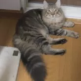 ノルウェージャンフォレストキャット