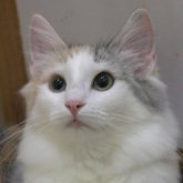 ノルウェージャンフォレストキャット