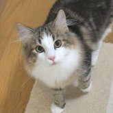 ノルウェージャンフォレストキャット
