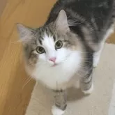 ノルウェージャンフォレストキャット