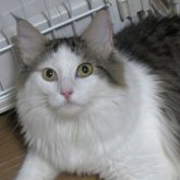 ノルウェージャンフォレストキャット