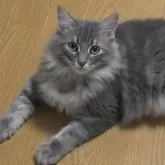 ノルウェージャンフォレストキャット