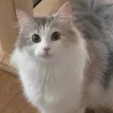ノルウェージャンフォレストキャット