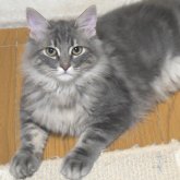 ノルウェージャンフォレストキャット