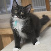 ノルウェージャンフォレストキャット