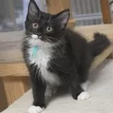 ノルウェージャンフォレストキャット