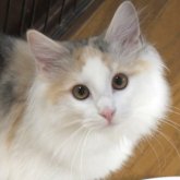 ノルウェージャンフォレストキャット