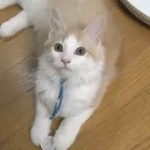 ノルウェージャンフォレストキャット