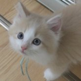 ノルウェージャンフォレストキャット