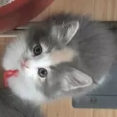 ノルウェージャンフォレストキャット