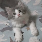 ノルウェージャンフォレストキャット