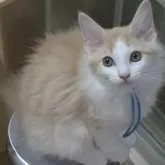 ノルウェージャンフォレストキャット