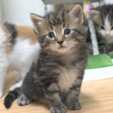 ノルウェージャンフォレストキャット
