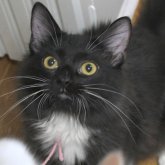 ノルウェージャンフォレストキャット