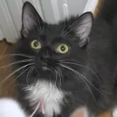 ノルウェージャンフォレストキャット