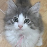 ノルウェージャンフォレストキャット
