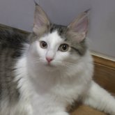 ノルウェージャンフォレストキャット