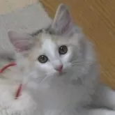 ノルウェージャンフォレストキャット