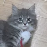 ノルウェージャンフォレストキャット