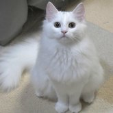 ノルウェージャンフォレストキャット