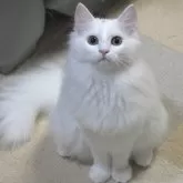 ノルウェージャンフォレストキャット