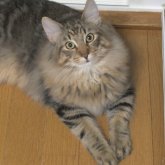 ノルウェージャンフォレストキャット